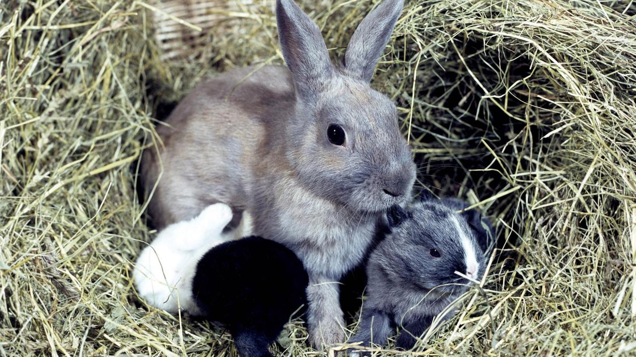 Ein Kaninchen mit drei Jungtieren im Korb Ein Kaninchen mit drei Jungtieren im Korb