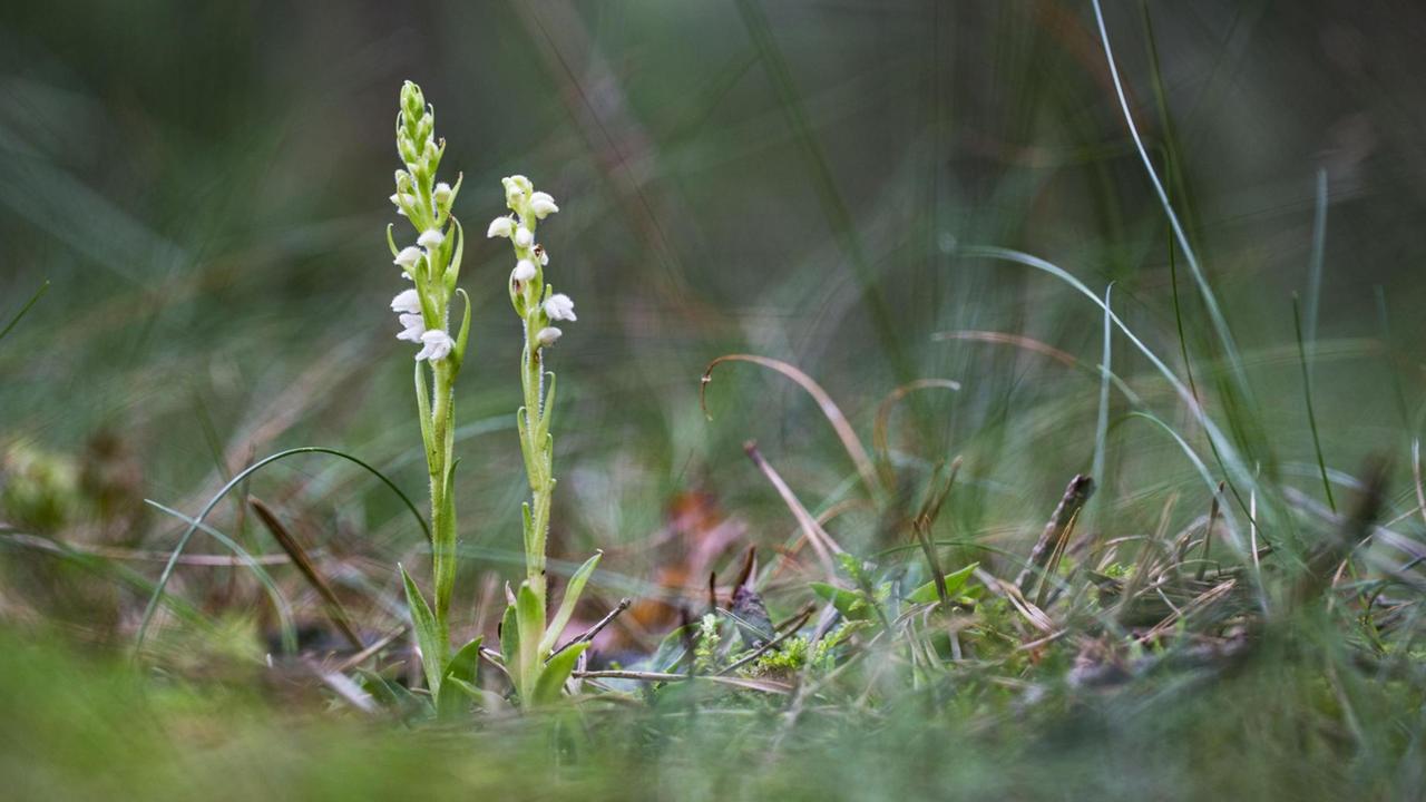Aufnahme eines Kriechenden Netzblatts, eine Orchideenart. Aufnahme eines Kriechenden Netzblatts, eine Orchideenart.