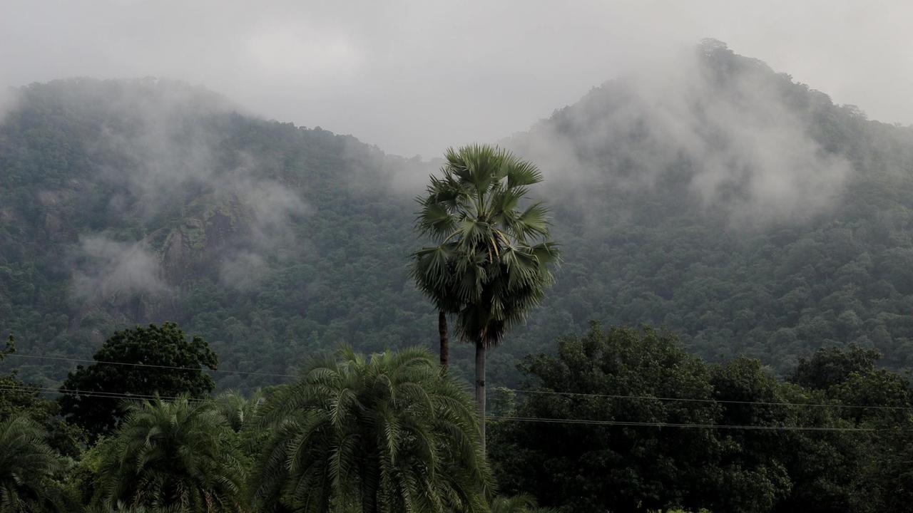 Bäume in Ostindien vor baumbewachsenen nebelverhangenen Bergen. Bäume in Ostindien vor baumbewachsenen nebelverhangenen Bergen.
