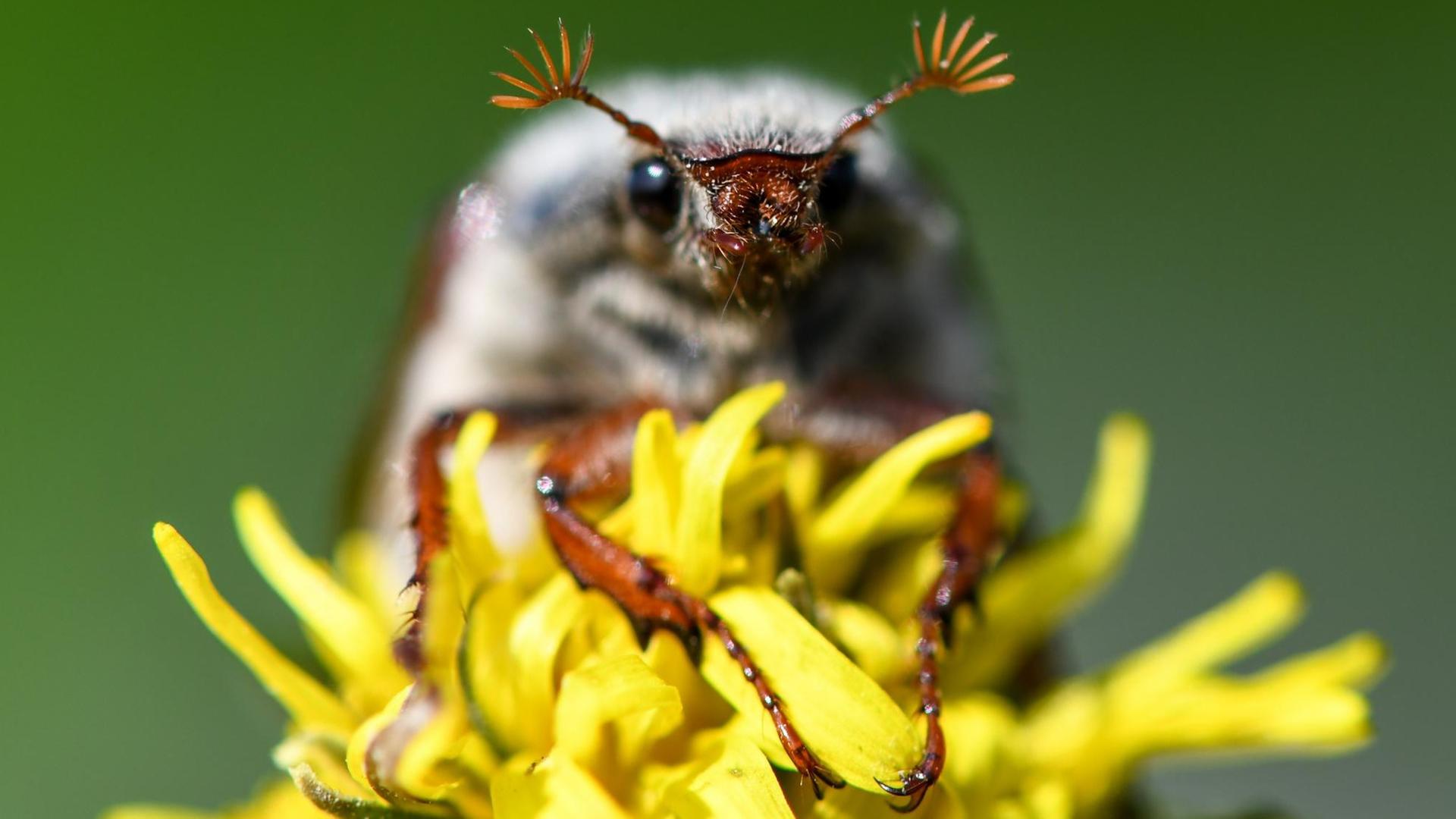Maikäfer sitzt auf Löwenzahn-Blüte Maikäfer sitzt auf Löwenzahn-Blüte