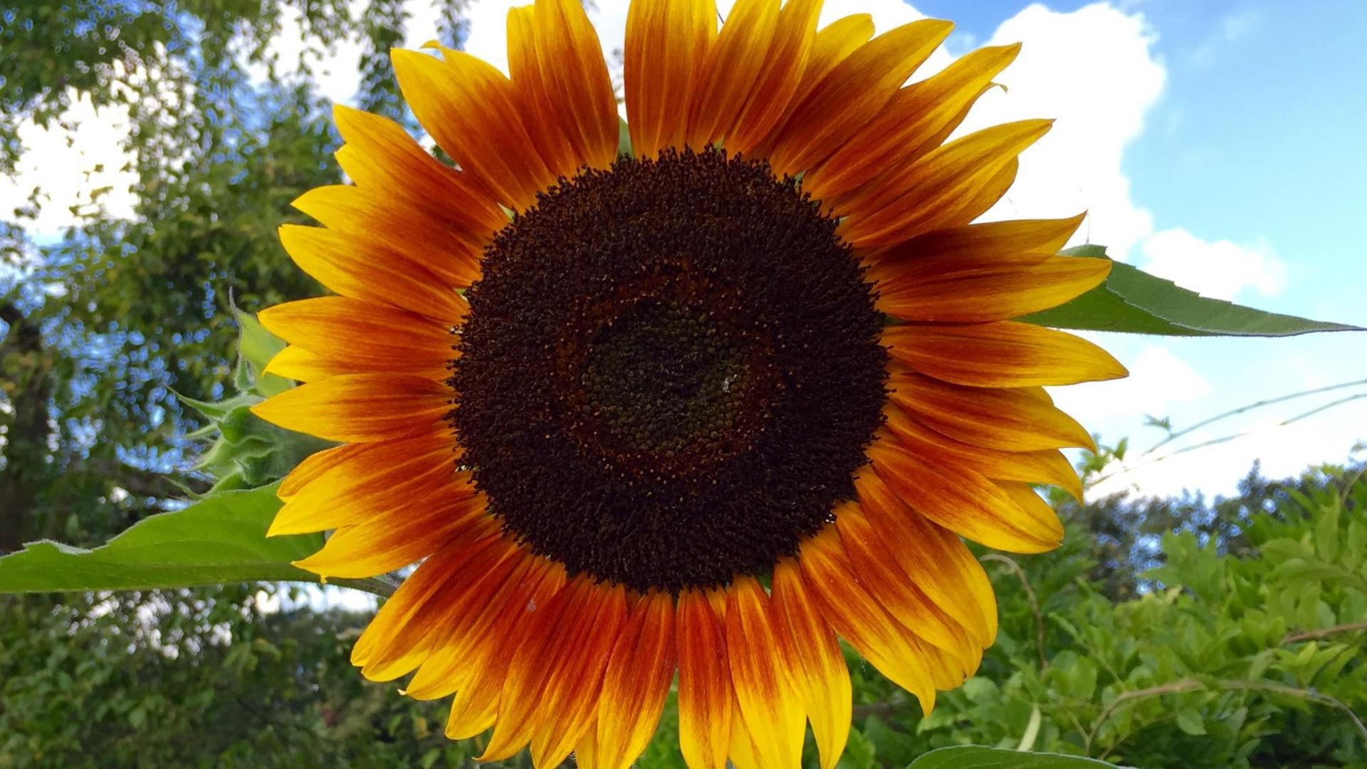 Sie sehen eine Sonnenblume in einem Garten in Köln, der Himmel ist leicht bewölkt. Sie sehen eine Sonnenblume in einem Garten in Köln, der Himmel ist leicht bewölkt.