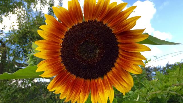 Sie sehen eine Sonnenblume in einem Garten in Köln, der Himmel ist leicht bewölkt.