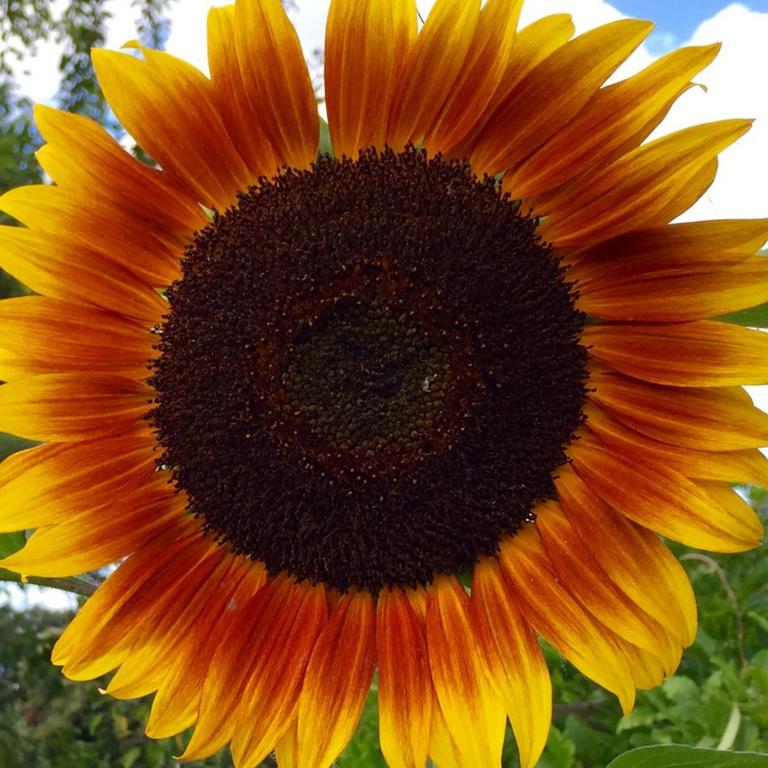 Sie sehen eine Sonnenblume in einem Garten in Köln, der Himmel ist leicht bewölkt.