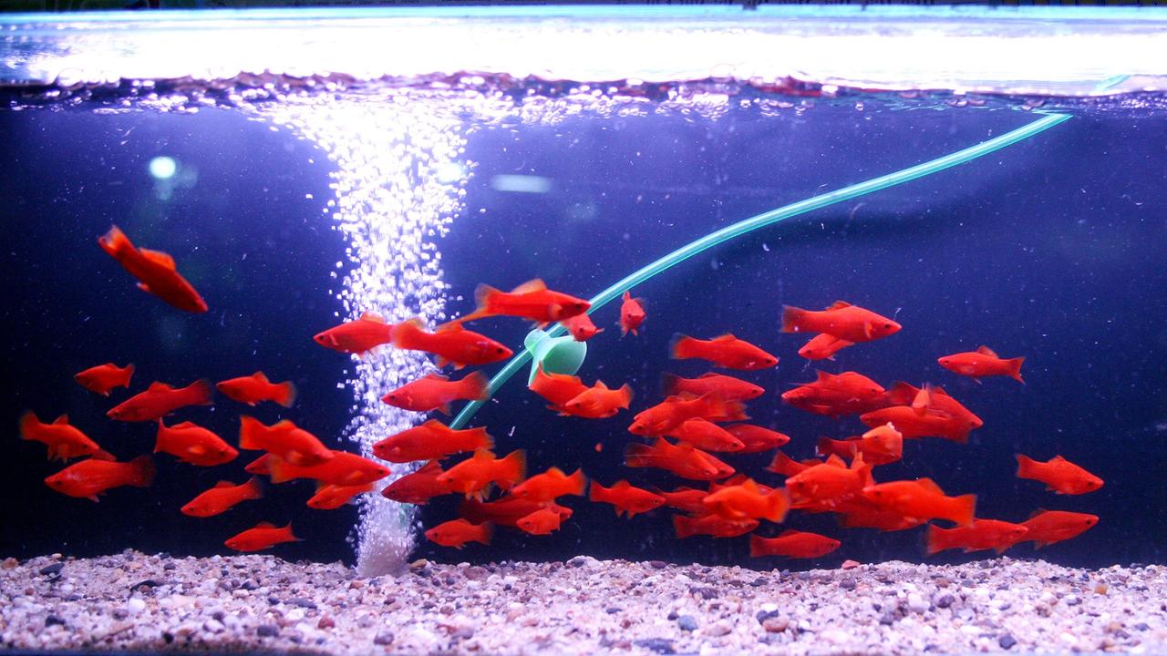 Ein Schwarm von Schwertträgerfischen kreist um die um die Luftblasen im Aquarium. Ein Schwarm von Schwertträgerfischen kreist um die um die Luftblasen im Aquarium.