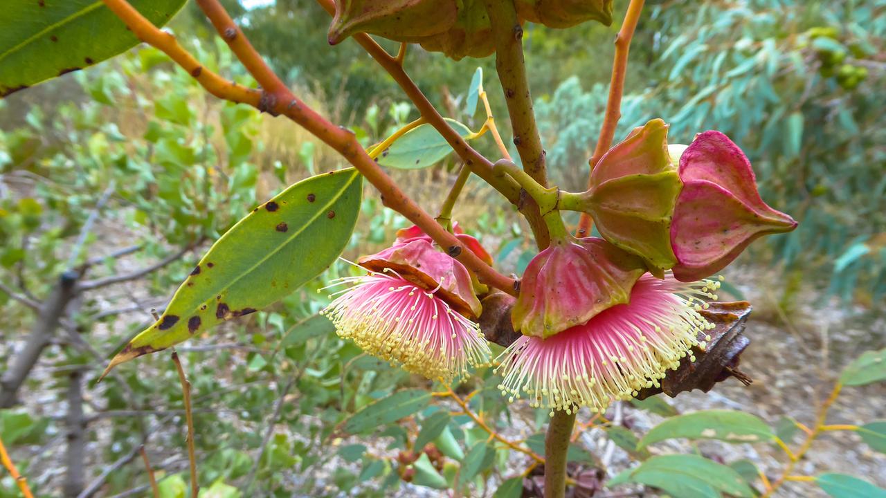 blühender Eukalyptus, Eucalyptus kingsmillii