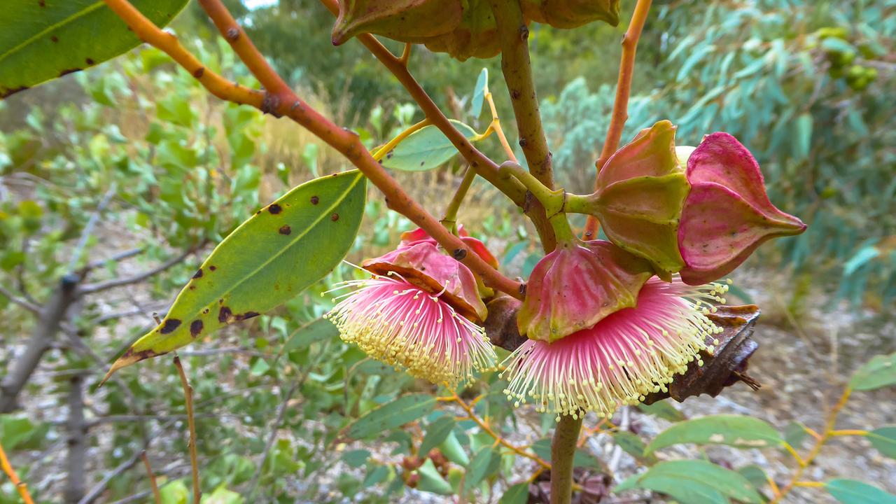 blühender Eukalyptus, Eucalyptus kingsmillii blühender Eukalyptus, Eucalyptus kingsmillii