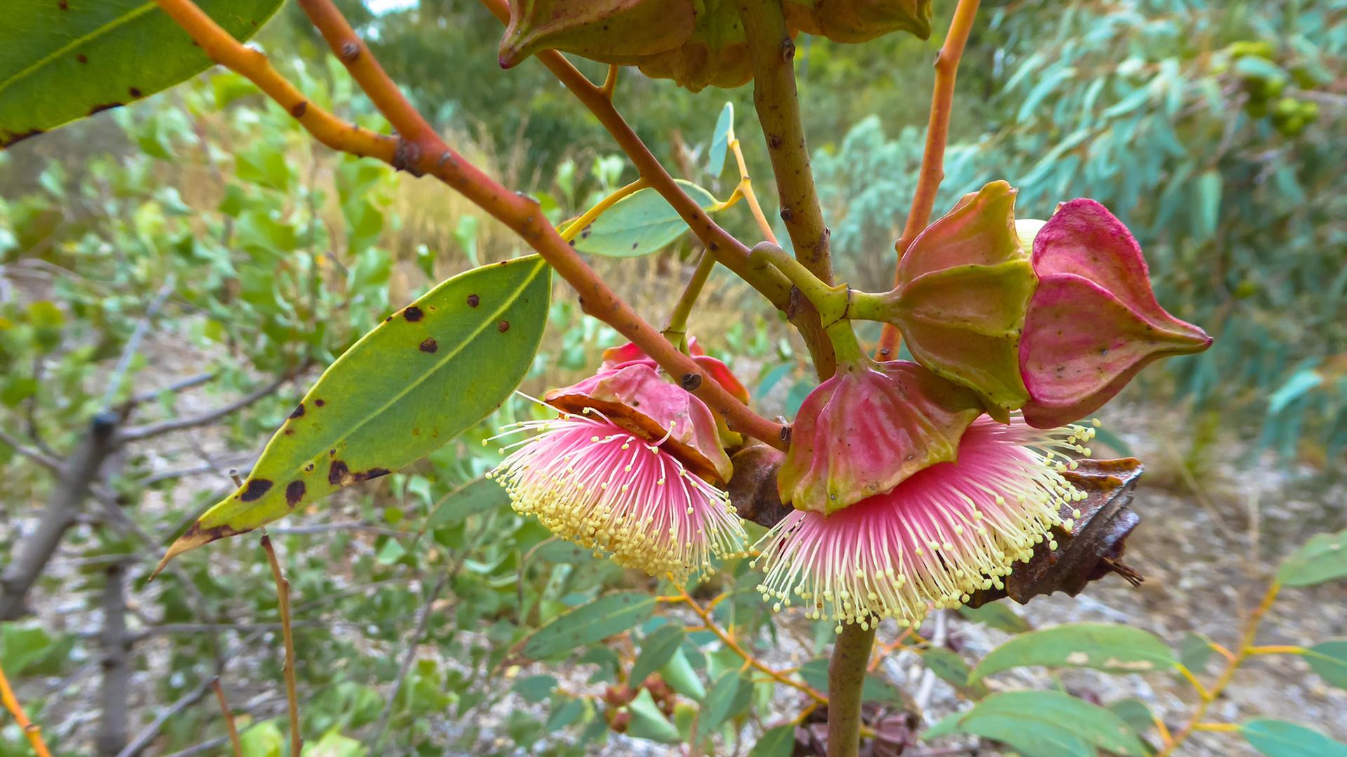 Exotische Pflanzen wie den Eukalyptus findet man in den Jardins Exotiques de Bouknadel. Exotische Pflanzen wie den Eukalyptus findet man in den Jardins Exotiques de Bouknadel.