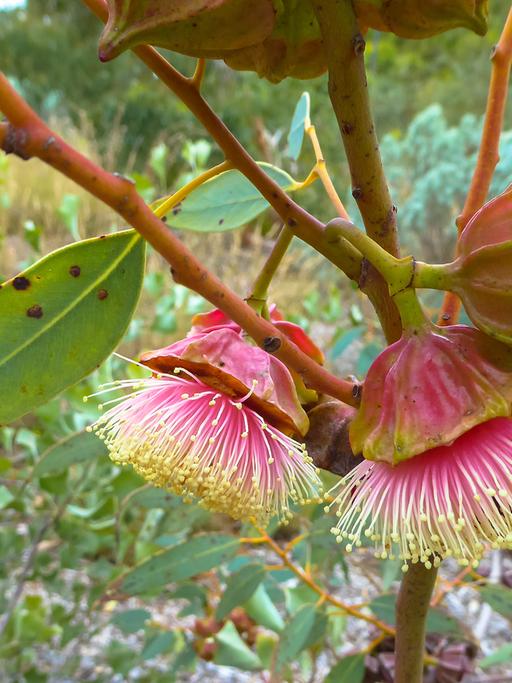 Exotische Pflanzen wie den Eukalyptus findet man in den Jardins Exotiques de Bouknadel.