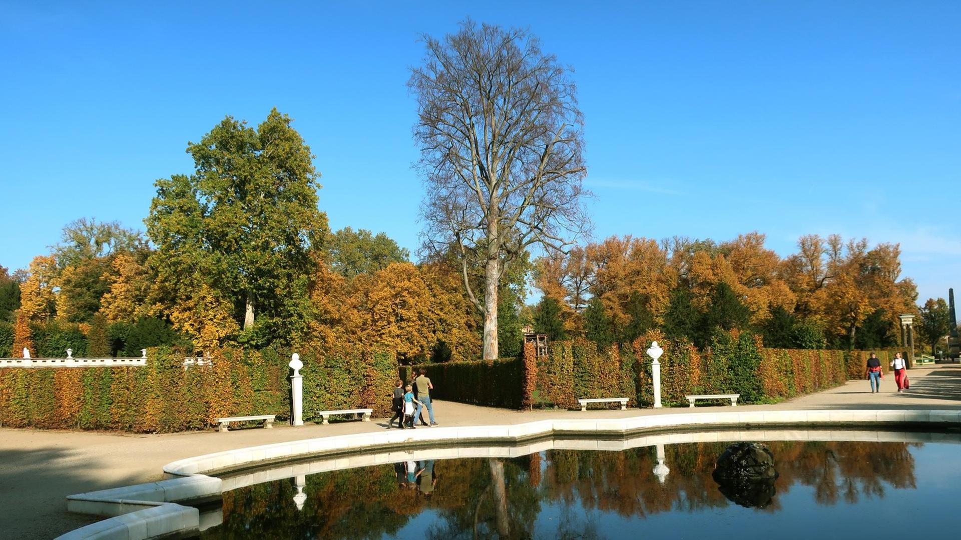 Das Foto zeigt ein tote Rotbuche in Sanssouci im Herbst 2019. Das Foto zeigt ein tote Rotbuche in Sanssouci im Herbst 2019.