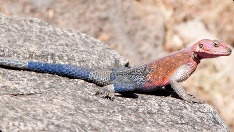Ein bunter Gecko sitzt auf einem Stein
