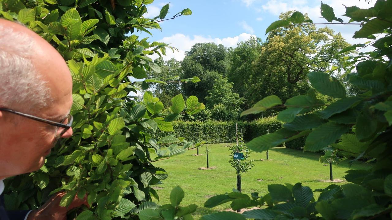 Gartendirektor Michael Rohde prüft alte Obstbäume in Sanssouci. Gartendirektor Michael Rohde prüft alte Obstbäume in Sanssouci.