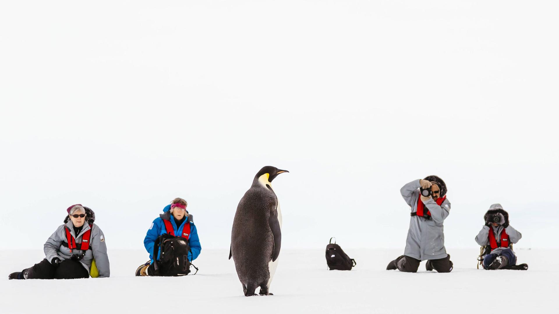 Touristen fotografieren einen Pinguin in der Antarktis. Touristen fotografieren einen Pinguin in der Antarktis.