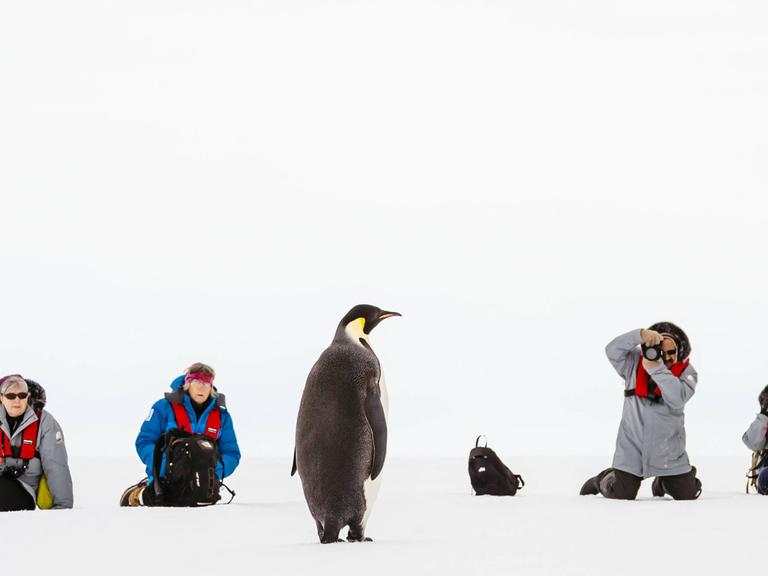 Touristen fotografieren einen Pinguin in der Antarktis.