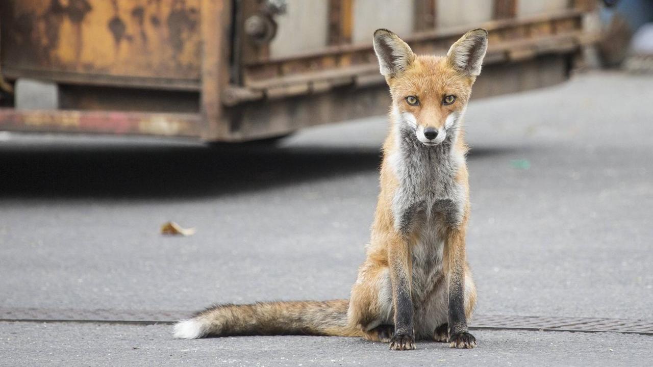 Ein Fuchs auf dem Wirtschaftshof des Auguste-Viktoria-Klinikums in der Rubensstraße in Berlin, aufgenommen 2014, er schaut direkt in die Kamera. Ein Fuchs auf dem Wirtschaftshof des Auguste-Viktoria-Klinikums in der Rubensstraße in Berlin, aufgenommen 2014, er schaut direkt in die Kamera.