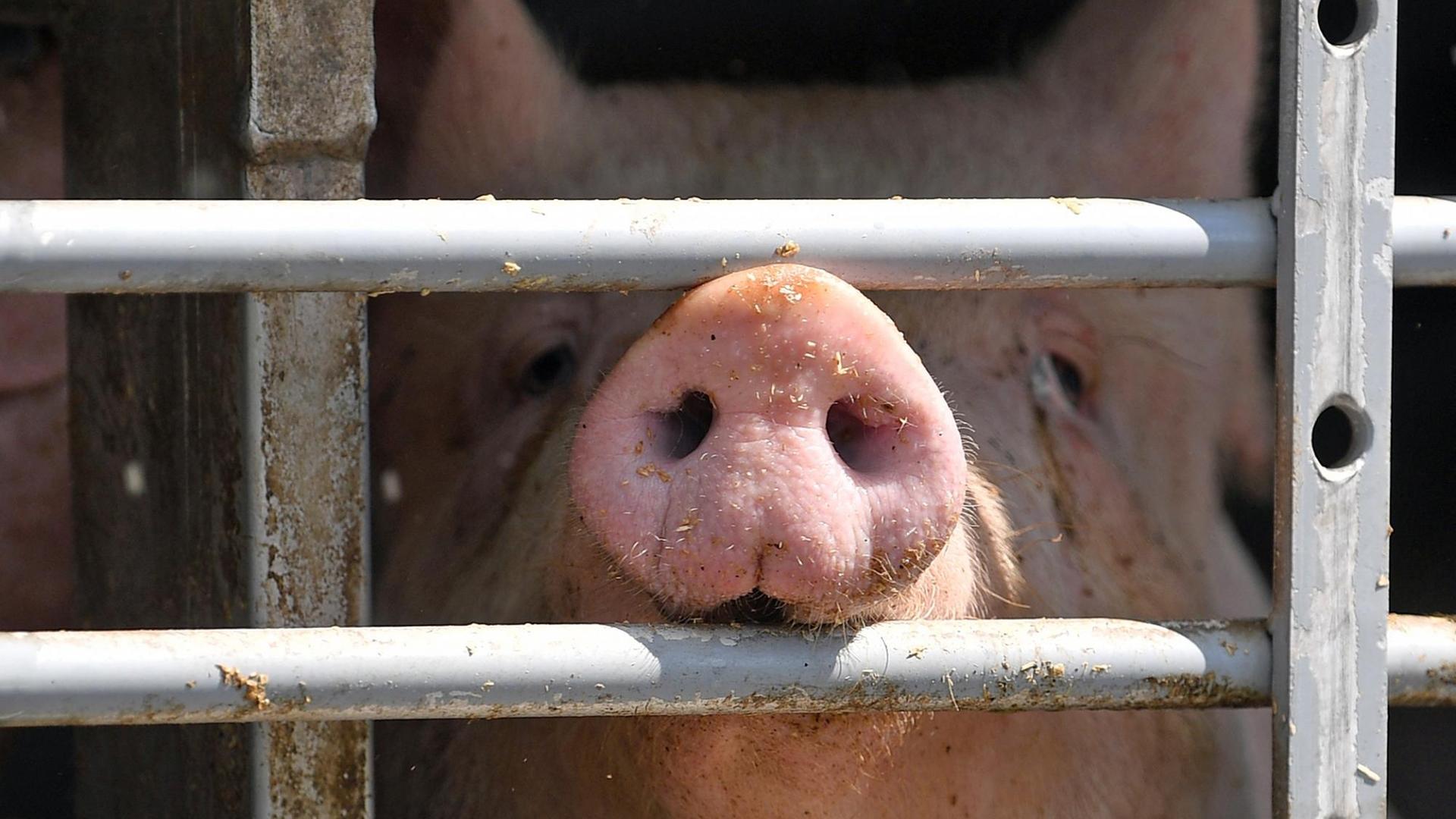 Ein Schwein ist hinter dem vergitterten Fenster eines Tiertransportes vor dem Tönnies Schlachthof in Weißenfels zu sehen.