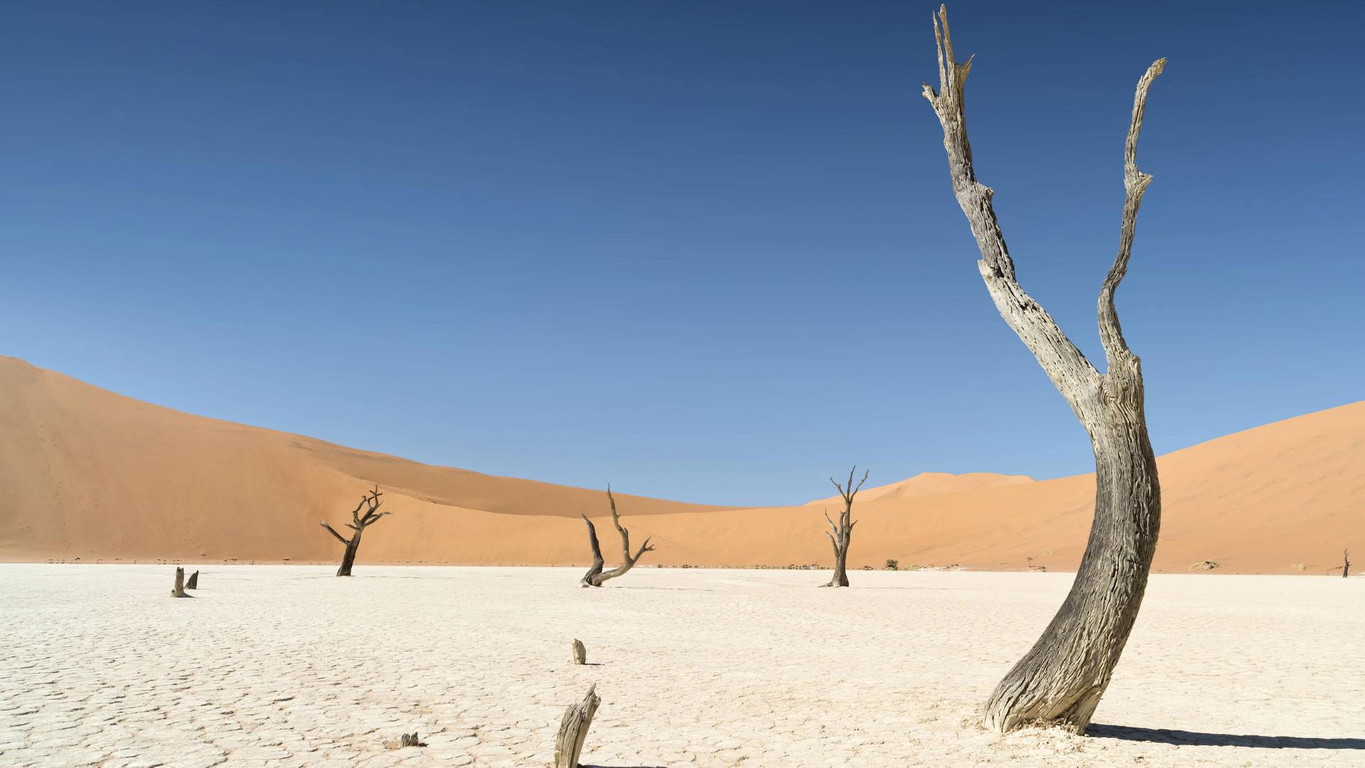 Ein dürrer Baum im Wüstensand