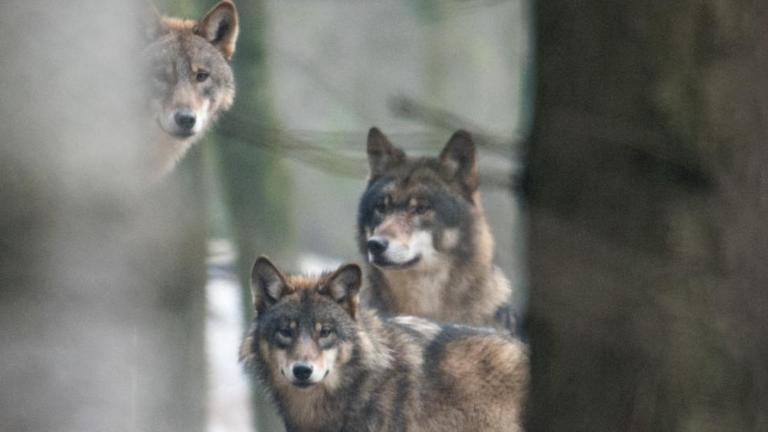 Drei Wölfe (Canis Lupus Lupus), aufgenommen am 18.01.2017 in einem Gehege des Biotopwildpark Anholter Schweiz in Isselburg (Nordrhein-Westfalen). Drei Wölfe (Canis Lupus Lupus), aufgenommen am 18.01.2017 in einem Gehege des Biotopwildpark Anholter Schweiz in Isselburg (Nordrhein-Westfalen).