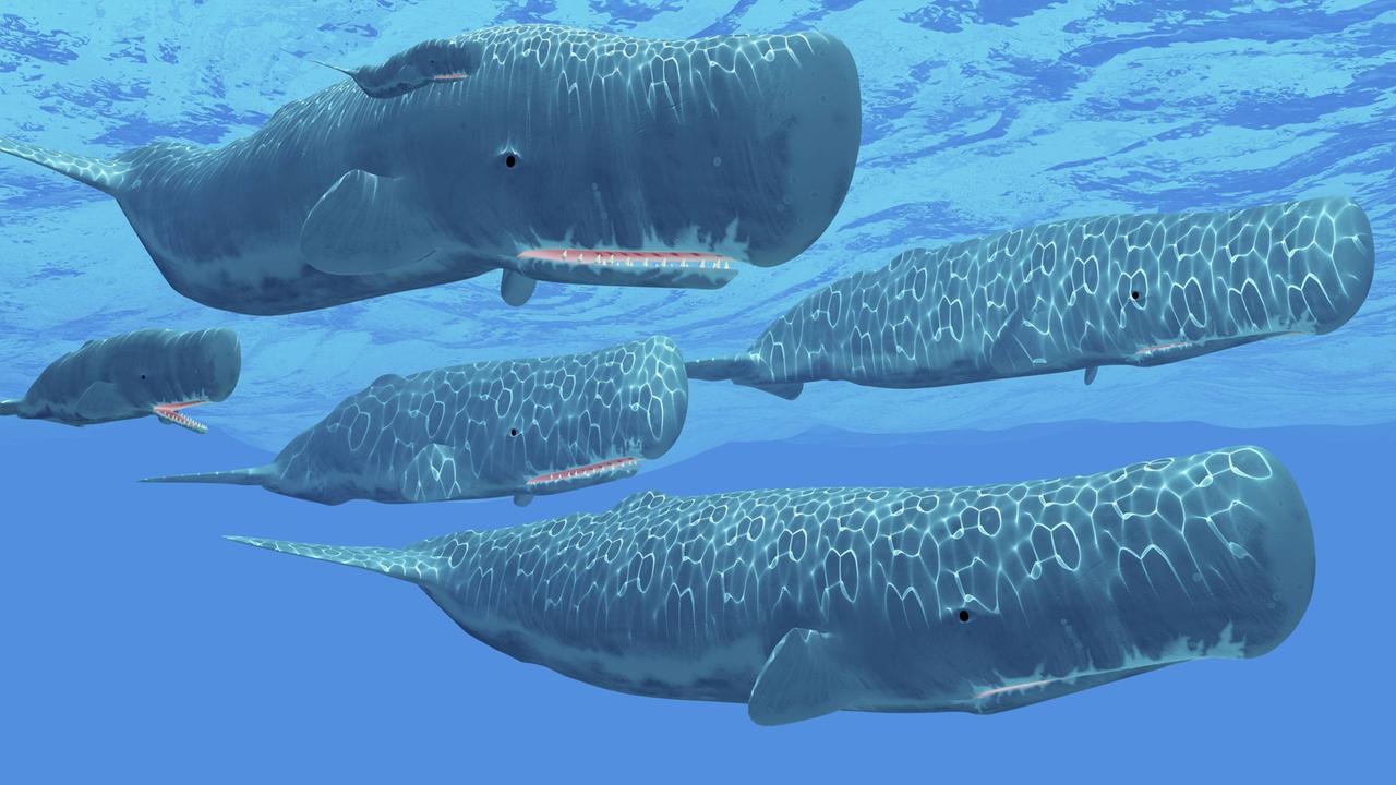 Eine Gruppe Pottwale im Meer Eine Gruppe Pottwale im Meer