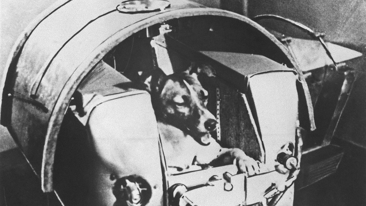 Die Hündin "Laika" wurde 1957 mit der sowjetischen Rakete "Sputnik II " ins Weltall gestartet und umrundete als erstes Lebewesen die Erde.