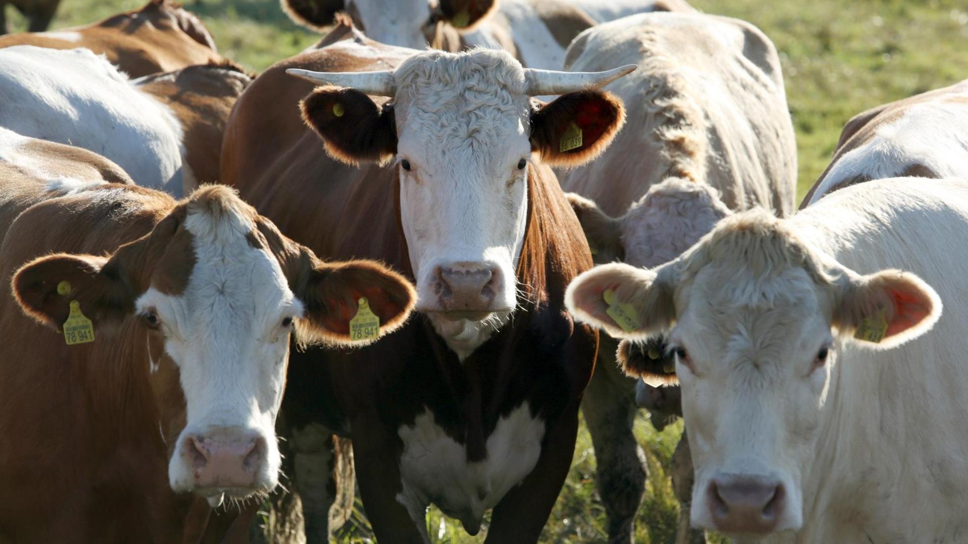Auf den Sundischen Wiesen im Nationalpark Vorpommersche Boddenlandschaft bei Zingst (Mecklenburg-Vorpommern) stehen Färsen am 06.09.2013 am Barther Bodden. Der Biobetrieb Gut Darß bewirtschaftet 4.500 Hektar Grünland, davon über 2.000 Hektar Nationalparkfläche mit rund 4.300 Rindern, aber auch mit Wasserbüffeln und Schafen. Auf den Sundischen Wiesen im Nationalpark Vorpommersche Boddenlandschaft bei Zingst (Mecklenburg-Vorpommern) stehen Färsen am 06.09.2013 am Barther Bodden. Der Biobetrieb Gut Darß bewirtschaftet 4.500 Hektar Grünland, davon über 2.000 Hektar Nationalparkfläche mit rund 4.300 Rindern, aber auch mit Wasserbüffeln und Schafen.