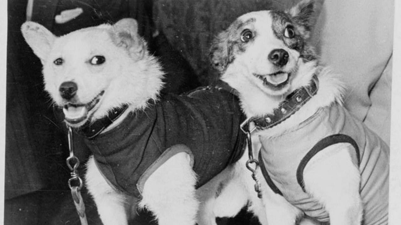 Die beiden Hunde Belka und Strelka, 1960 Die beiden Hunde Belka und Strelka, 1960