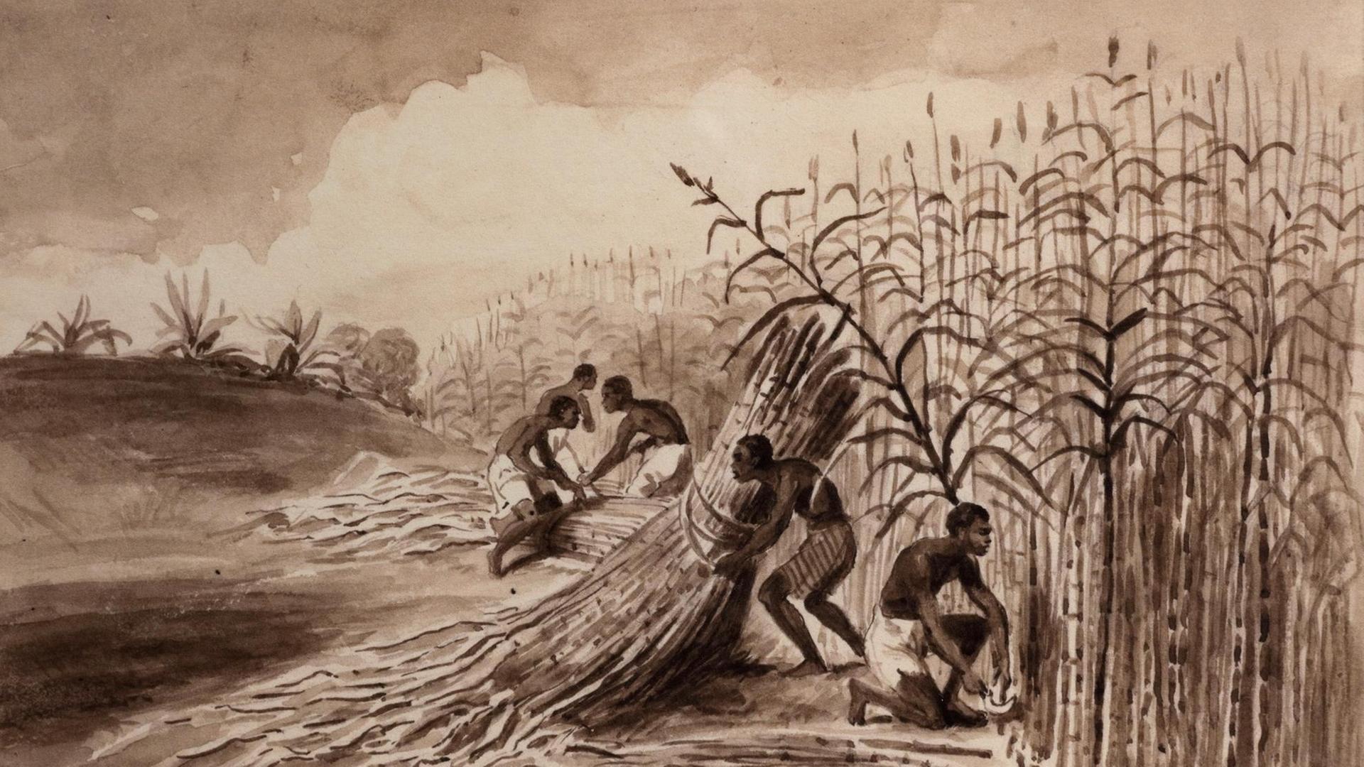Sklaven, die bei der Zuckerrohrernte arbeiten, chinesische Tintenwäsche, c. 1800, im Musee d'Aquitaine, Bordeaux, Frankreich. Sklaven, die bei der Zuckerrohrernte arbeiten, chinesische Tintenwäsche, c. 1800, im Musee d'Aquitaine, Bordeaux, Frankreich.