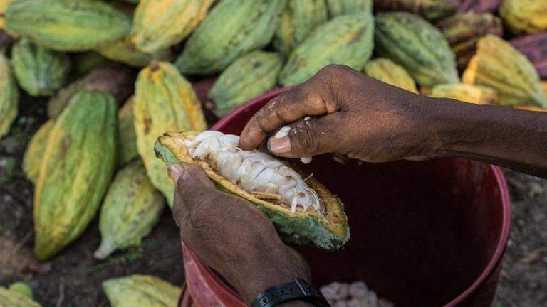 Ein Bauer sitzt auf einem Hocker vor ihm liegen mehrere Kakao-Früchte. Er schneidet eine auf. Das Bild zeigt in Nahaufnahme seine Hände. 