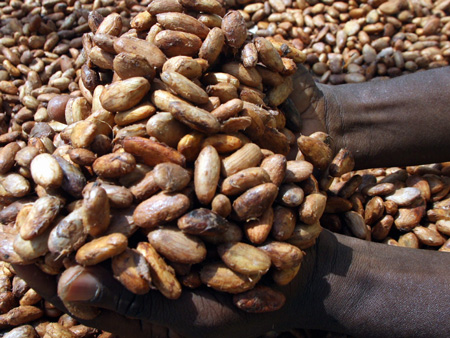 Ein ivorischer Kakaobauer hält geerntete Kakaobohnen in seinen Händen.