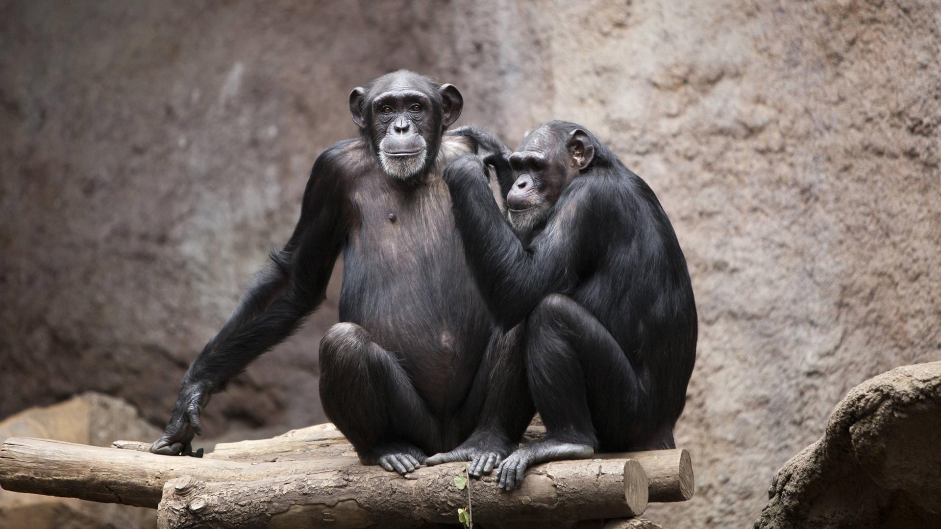 Zwei Schimpansen im Pongoland im Zoologischen Garten in Leipzig. Einer der Beiden klammert sich an die Schulter des Anderen.