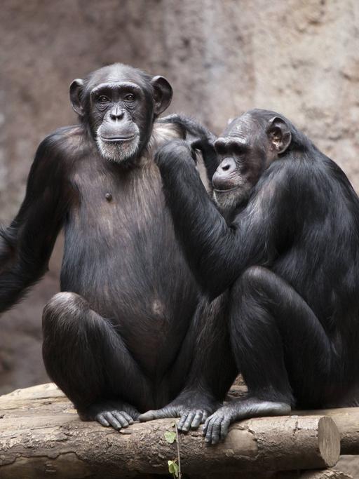 Zwei Schimpansen im Pongoland im Zoologischen Garten in Leipzig. Einer der Beiden klammert sich an die Schulter des Anderen.