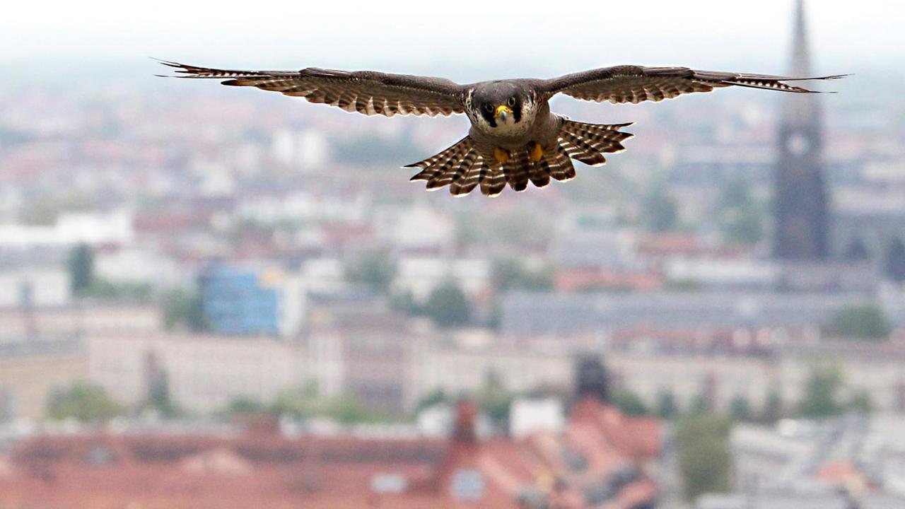Ein erwachsener Wanderfalke (Falco Peregrinus) fliegt am 16.05.2013 über der City von Leipzig (Sachsen) Ein erwachsener Wanderfalke (Falco Peregrinus) fliegt am 16.05.2013 über der City von Leipzig (Sachsen)