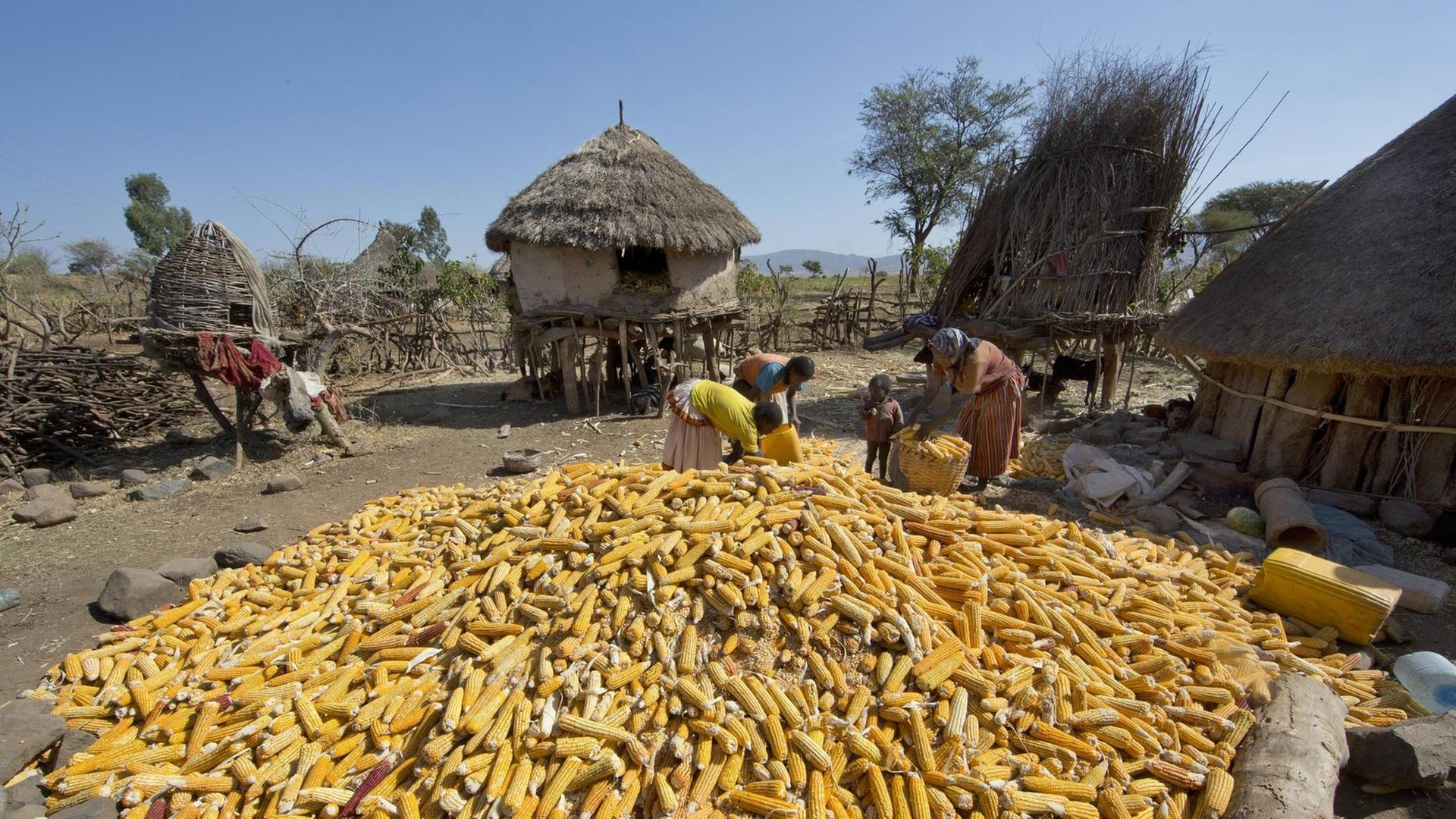 Maisernte in Äthiopien
