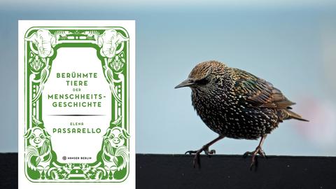 Buchcover "Berühmte Tiere der Menschheitsgeschichte" von Elena Passarello, im Hintergrund ein Star.