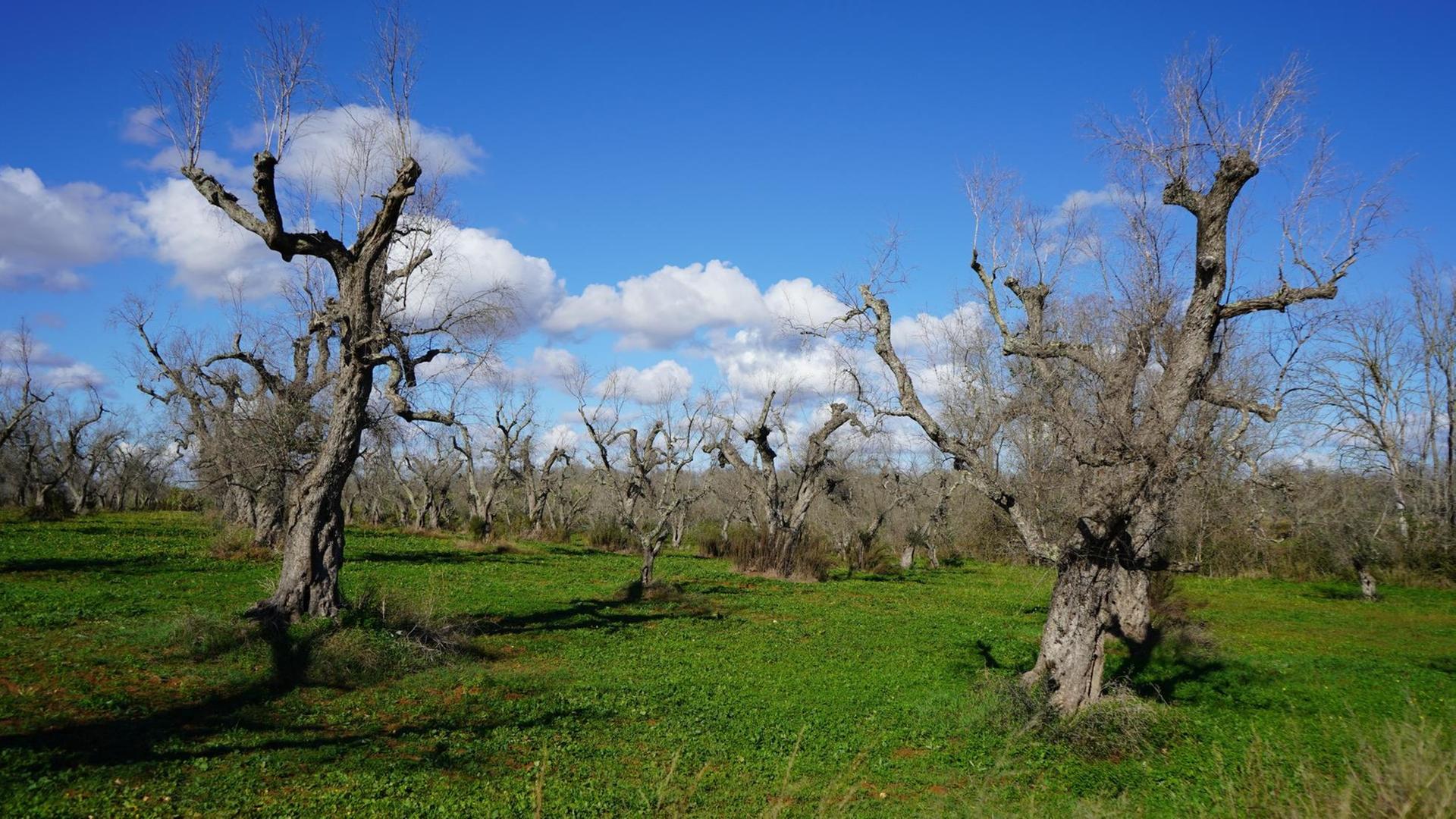 Grünes Gras, darauf tote Bäume: Im Salento vertrocknen die uralten Olivenhaine. Grünes Gras, darauf tote Bäume: Im Salento vertrocknen die uralten Olivenhaine.