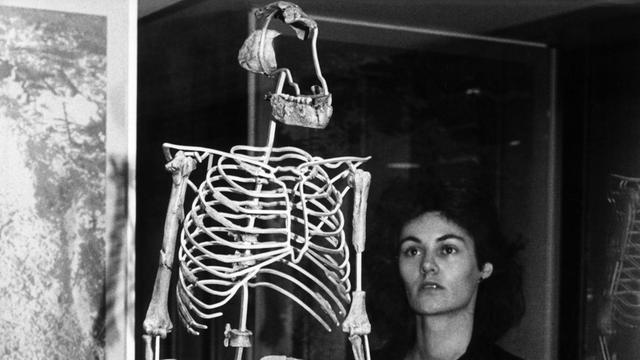 Eine Frau betrachtet am 24.06.1988 im Senckenbergmuseum in Frankfurt am Main eine Rekonstruktion des Skeletts von "Lucy", eine Frau, die vor rund 3,2 Millionen Jahren im Gebiet des heutigen Äthiopiens lebte und eines der berühmtesten frühmenschlichen Fossilien ist.