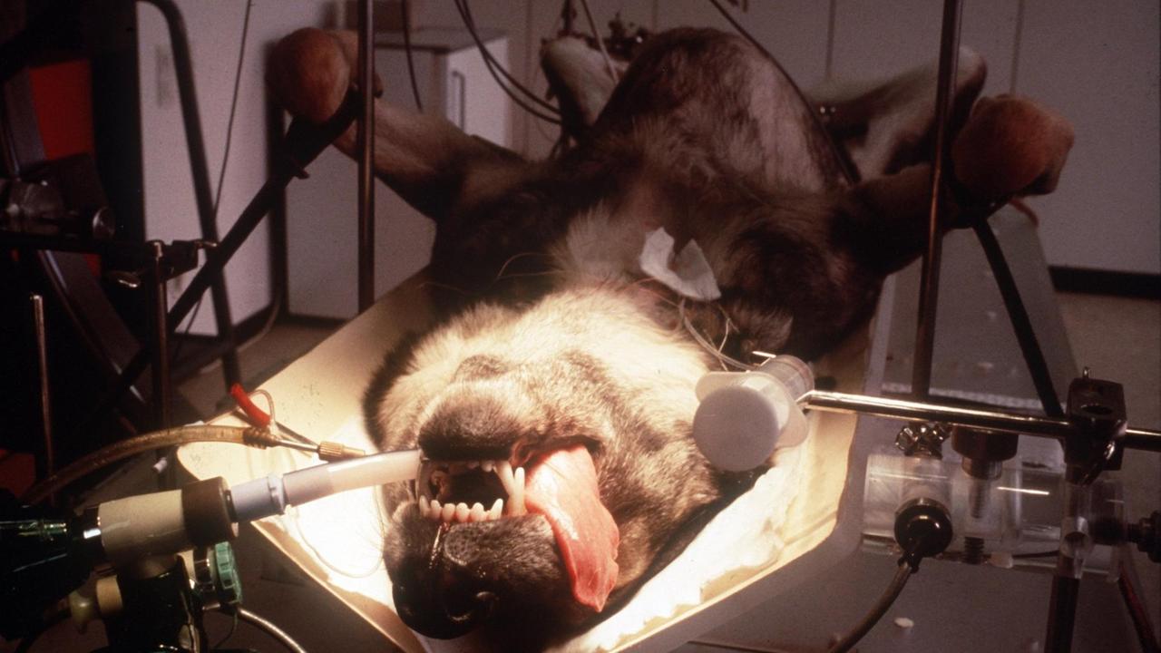 Ein Hund liegt fixiert in einem Gestell auf dem Rücken, die Zunge hängt raus. Das Tier wurde intubiert.