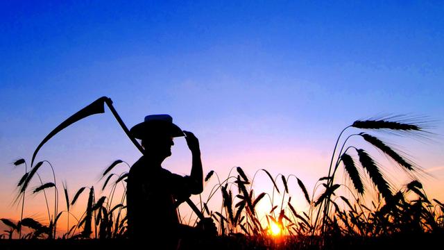 Während am Horizont langsam die farbenprächtige Abendsonne versinkt, geht ein Mann mit einer Sense auf der Schulter durch sein Getreidefeld nahe dem brandenburgischen Beeskow.