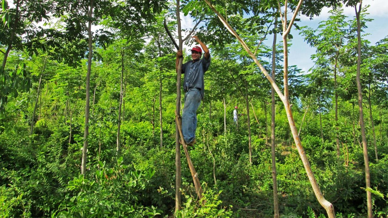 In Nicaragua: Ein Kleinbauer steht auf Holzleiter an Baumstämmen gelehnt, Serebó (Schizolobium amazonicum),stickstofffixierende Baumart, verbessert die Bodenfruchtbarkeit In Nicaragua: Ein Kleinbauer steht auf Holzleiter an Baumstämmen gelehnt, Serebó (Schizolobium amazonicum),stickstofffixierende Baumart, verbessert die Bodenfruchtbarkeit