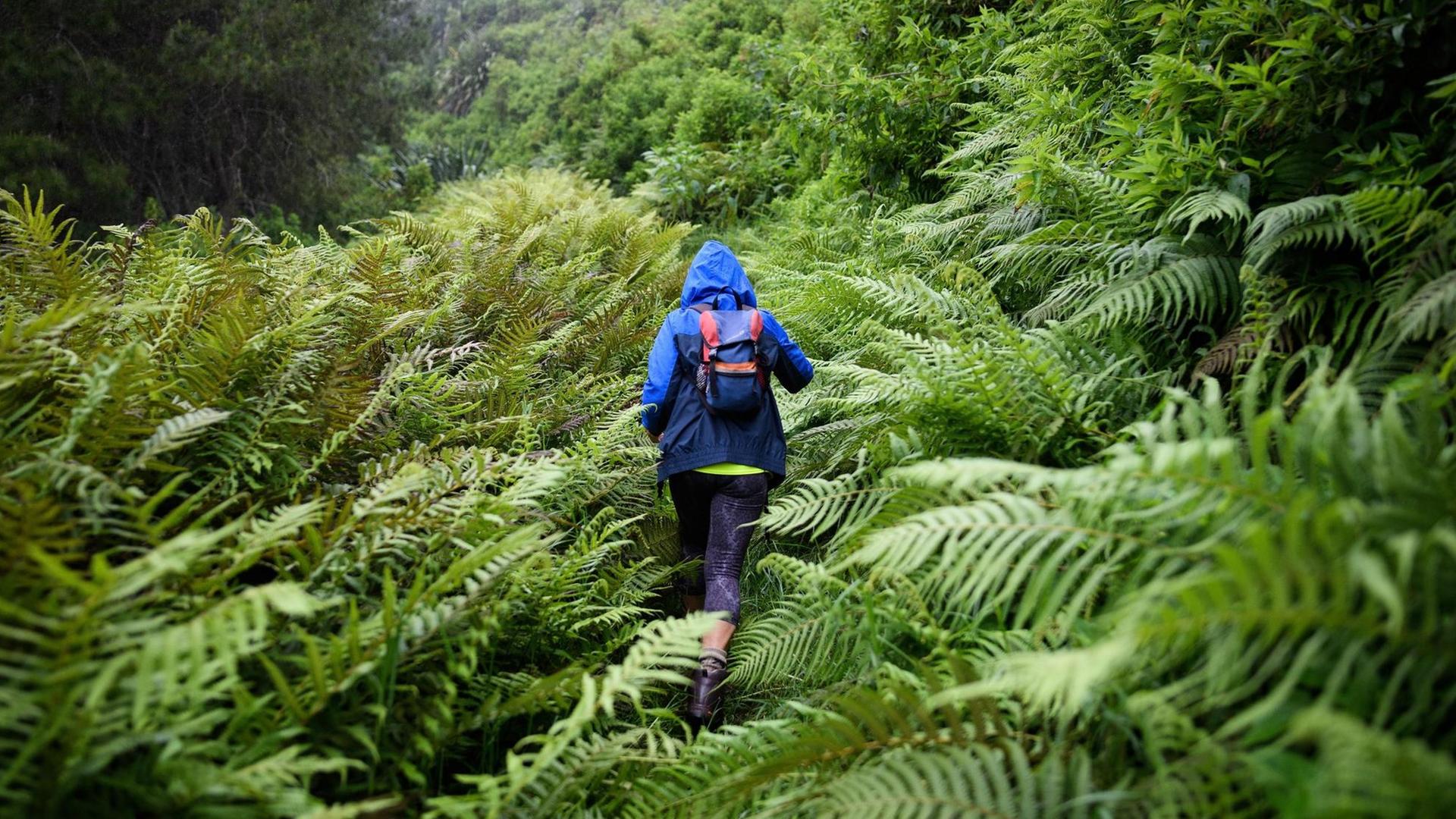 Ein Frau läuft durch von Farnen gesäumten etwas tropisch anmutenden Wald. Sie nur von hinten zu sehen und trägt blaue Outdoor-Kleidung. Ein Frau läuft durch von Farnen gesäumten etwas tropisch anmutenden Wald. Sie nur von hinten zu sehen und trägt blaue Outdoor-Kleidung.