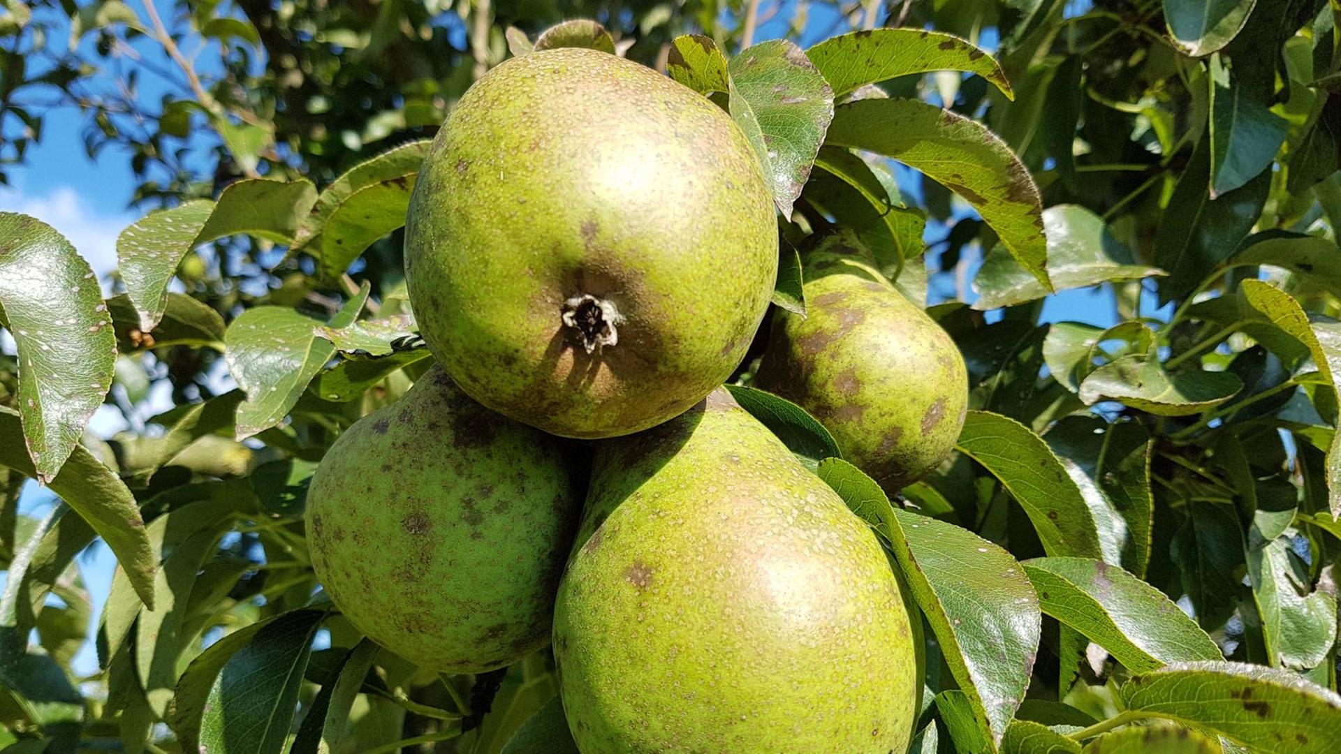 Die "Köstliche von Charneux", eine alte Birnensorte, an einem Baum Die "Köstliche von Charneux", eine alte Birnensorte, an einem Baum