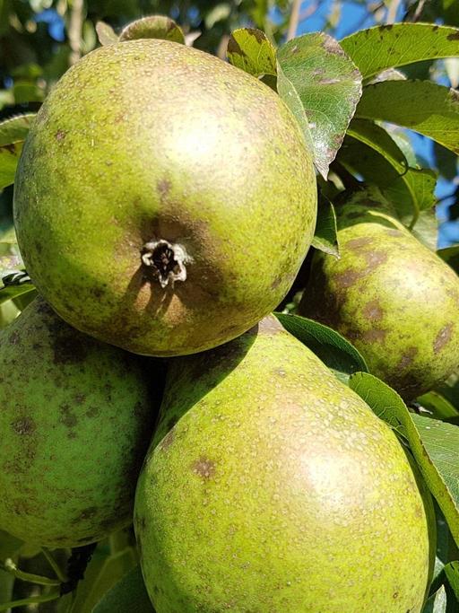 Die "Köstliche von Charneux", eine alte Birnensorte, an einem Baum