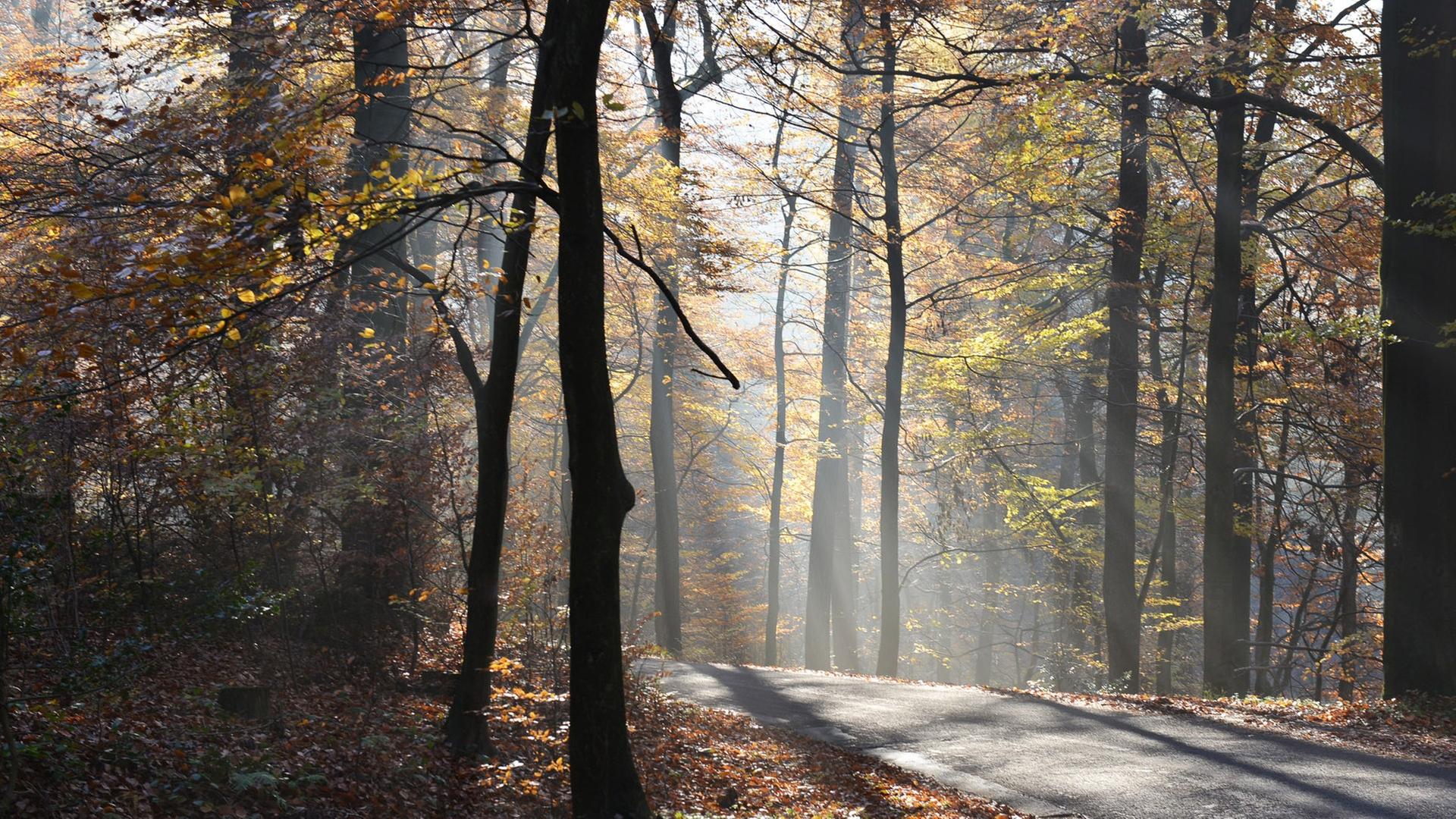 Novembernebel und erster Raureif verzaubern den Herbstwald im Sauerland auch in diesem Monat. Novembernebel und erster Raureif verzaubern den Herbstwald im Sauerland auch in diesem Monat.