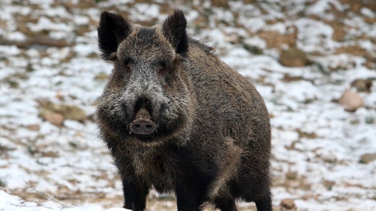 Ein Wildschwein Ein Wildschwein
