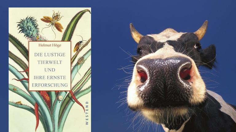 "Die lustige Tierwelt und ihre ernste Erforschung" von Helmut Höge und im Hintergrund eine Kuh