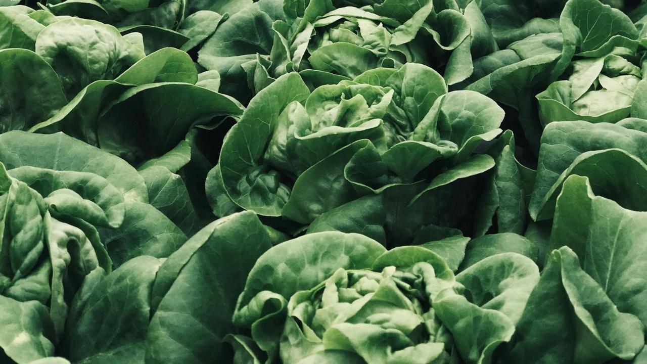 Grüner Salat, eng stehend auf einem Acker. Grüner Salat, eng stehend auf einem Acker.