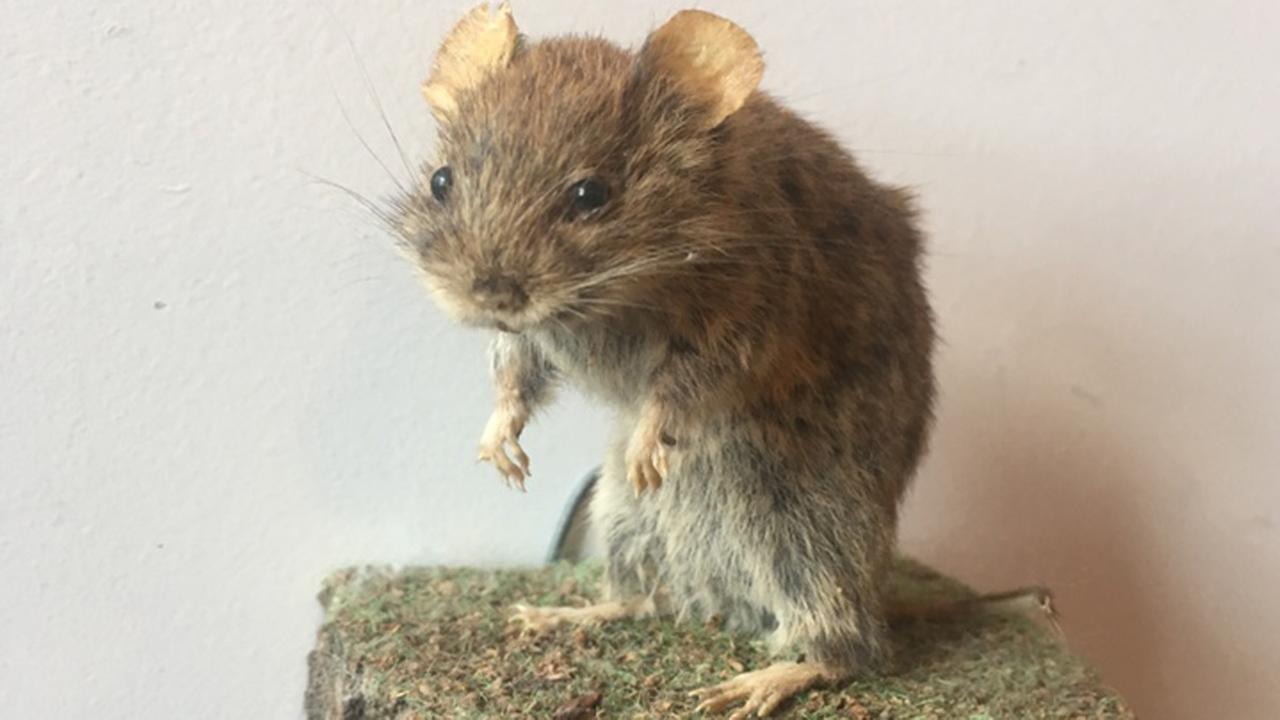 Die ausgestopfte Maus "Geliebter Eduard" aus der Liebesobjekte-Sammlung Luise Louès