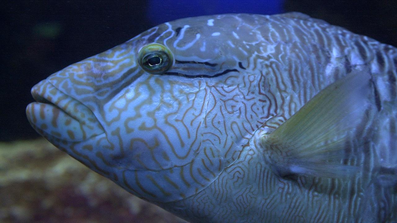 Ein Lippfisch schwimmt hinter der Panzerglasscheibe in einem Aquarium des Meereszentrums in Burg auf Fehmarn. Ein Lippfisch schwimmt hinter der Panzerglasscheibe in einem Aquarium des Meereszentrums in Burg auf Fehmarn.
