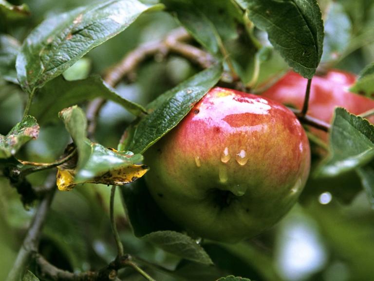 Gravensteiner Äpfel an einem Baum.