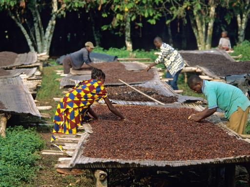 Kakaofarm in der Nähe des Nationalparks Tai in der Elfenbeinküste