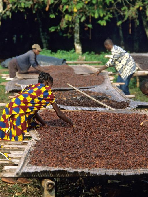 Kakaofarm in der Nähe des Nationalparks Tai in der Elfenbeinküste